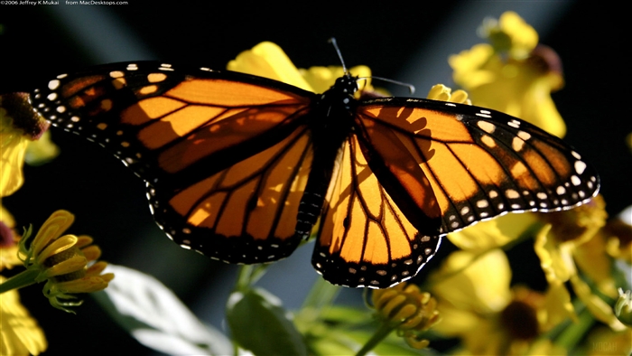 Monarch butterfly on yellow flowers 4K