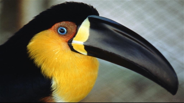 Close-up of a Toucan bird with blue eyes