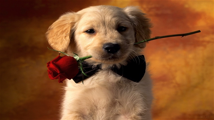 Golden Retriever puppy with a rose and bowtie
