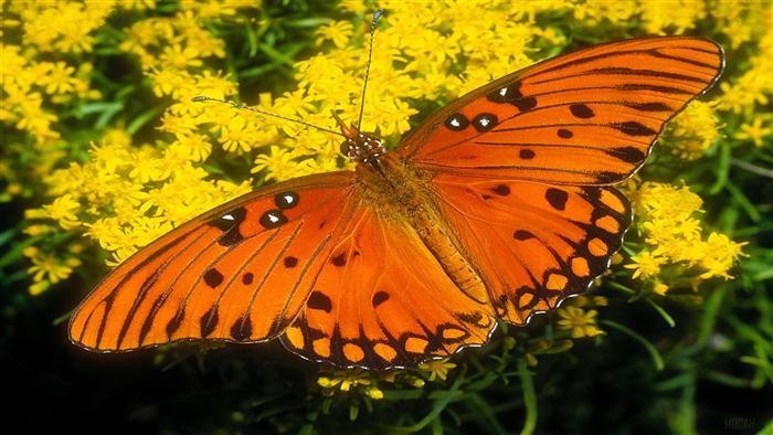 Gulf Fritillary butterfly on yellow flowers 4K