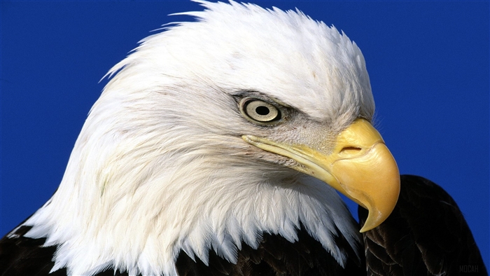 Noble Bald Eagle 4K
