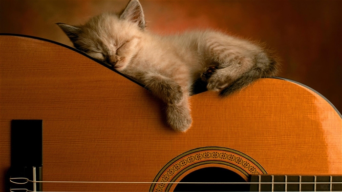Kitten Sleeping on a Guitar 4K