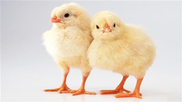 Two Chicks Me and My Brother 4K