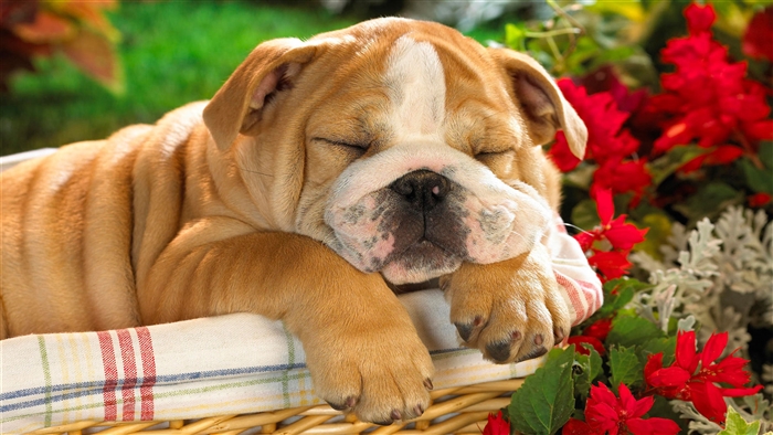 English Bulldog puppy sleeping in a basket