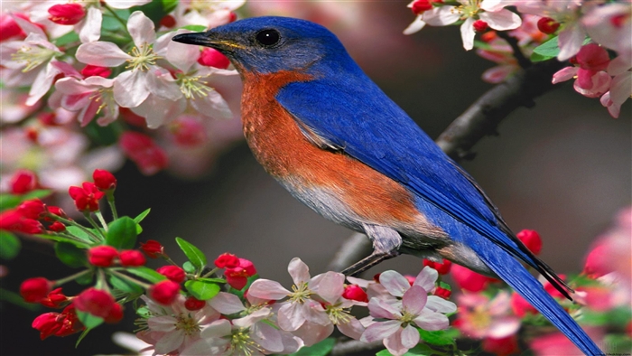 Eastern Bluebird on a flowering branch 4K