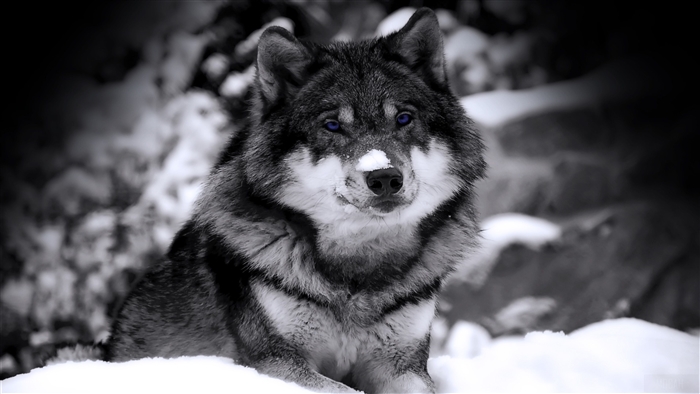 Mysterious Wolf in Snow 4K