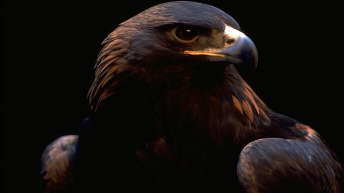 Golden Eagle close-up portrait