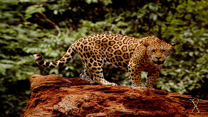 Great Jaguar on a log 4K