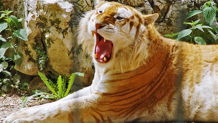 Golden Tiger yawning in front of rocks