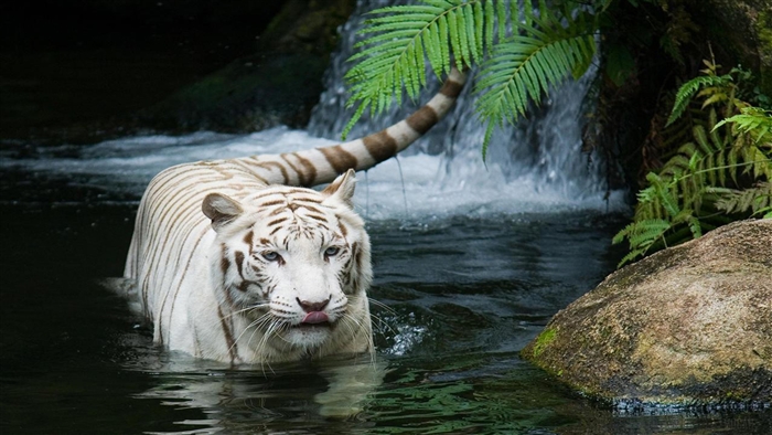 White Tiger in Water 4K