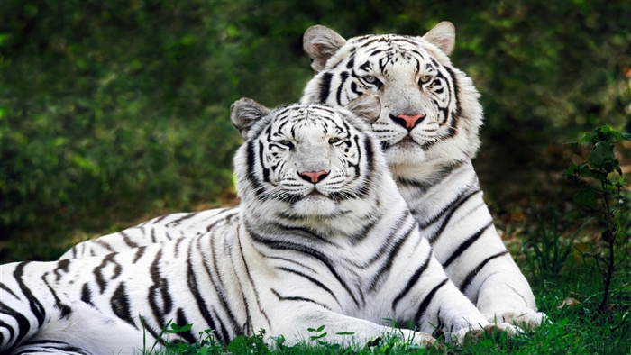 Two White Bengal Tigers in Greenery 4K