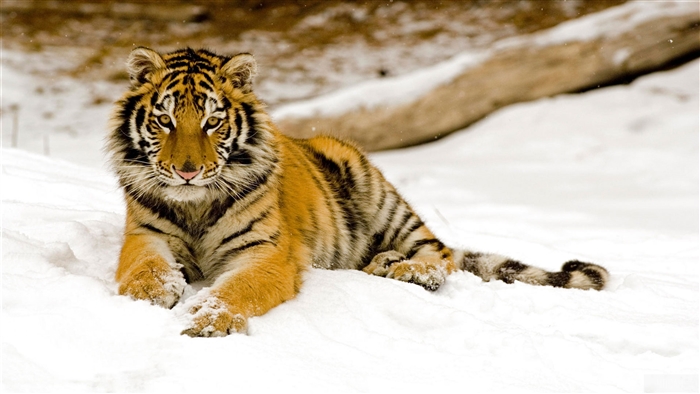 Tiger in the Snow