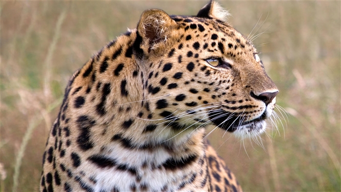 Male Amur Leopard in 4K
