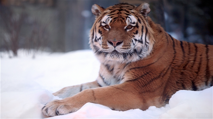 Tiger in the Snow 4K