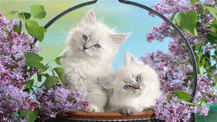Two fluffy kittens with blue eyes among lilac blossoms 4K
