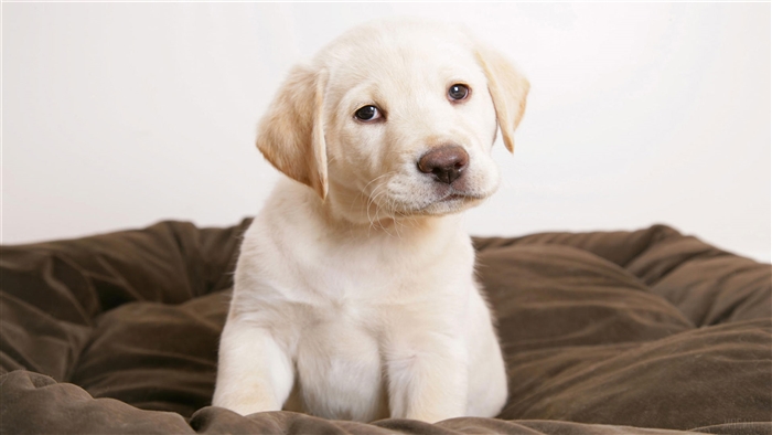 Cute Labrador puppy with puppy eyes 4K