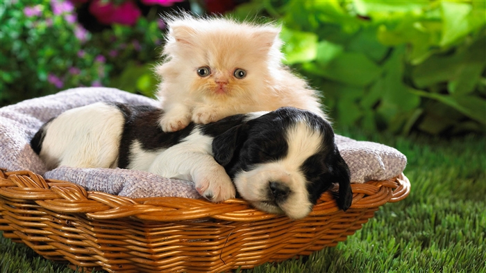 Cute Basket Buddies