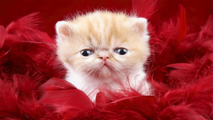 Cute Persian Kitten Surrounded by Red Feathers 4K