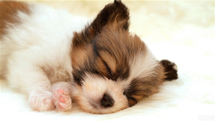Papillon Puppy Sleeping 4K