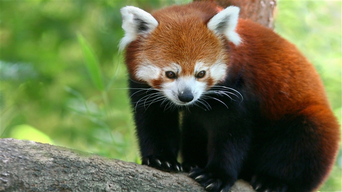 Red Panda