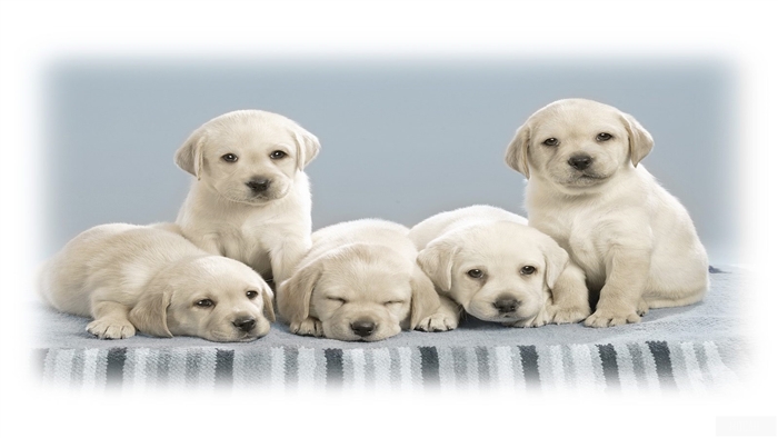 Five cute Labrador puppies on a striped blanket