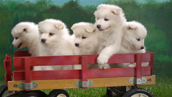 Wagonload of Samoyed Puppies