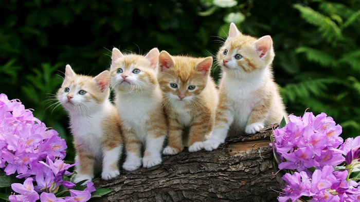 Four Curious Kittens on a Log 4K