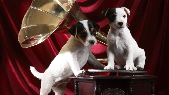 Two Jack Russell Terrier Puppies with Gramophone