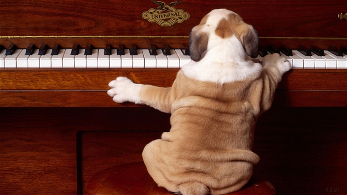 Bulldog puppy playing piano