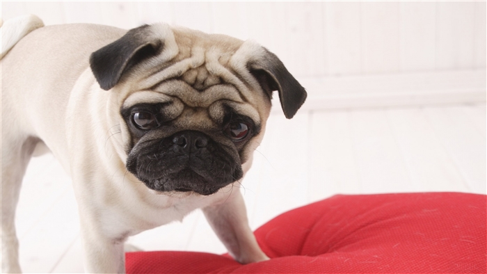 Cute Pug Dog 4K