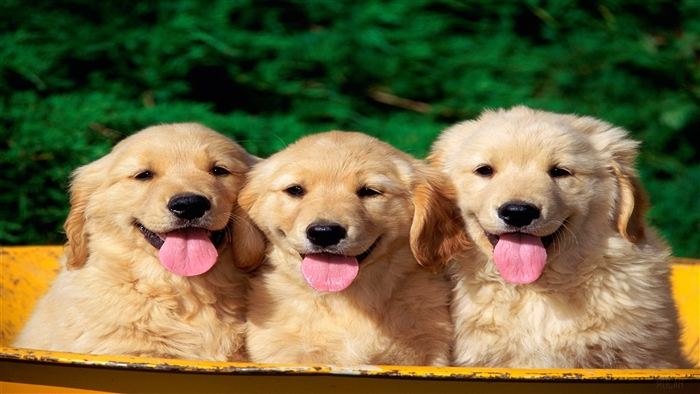 Three Golden Retriever Puppies in a Yellow Container