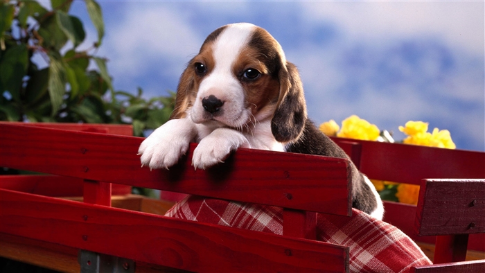 Beagle Puppy in a Red Wagon 4K