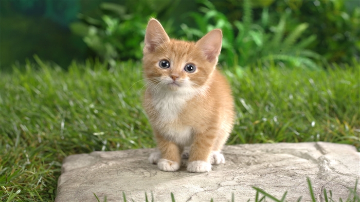 Curious Orange Tabby Kitten on Stone