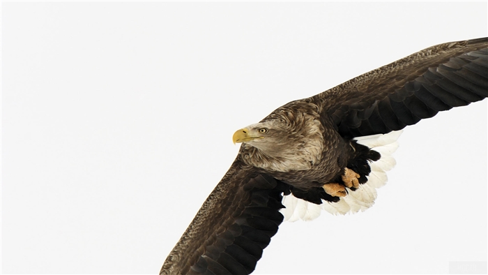 White Tailed Eagle in flight 4K