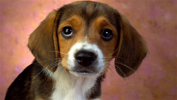 Beagle Puppy with Big Eyes 4K