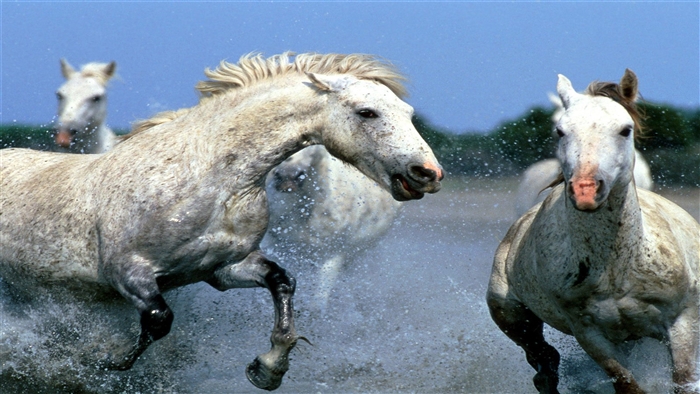 White horses running through water