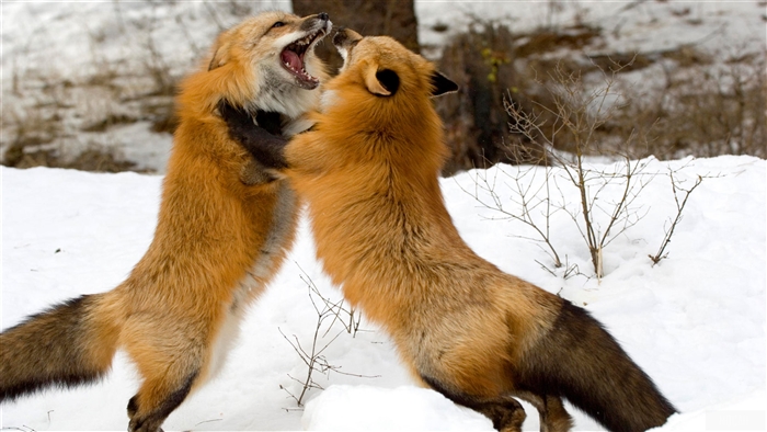 Two Red Foxes Fighting in Snow