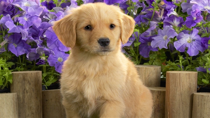 Golden Retriever Puppy 4K
