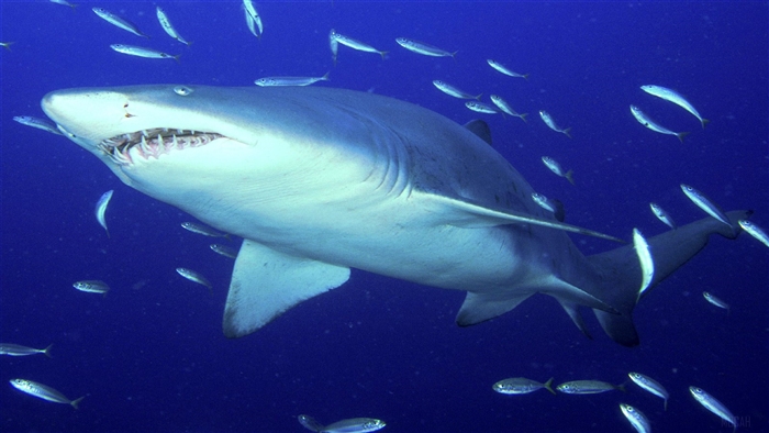 Predator Sand Tiger Shark