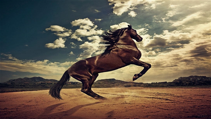Brown horse rearing up in a dusty field