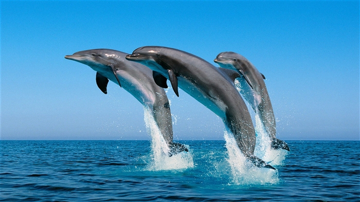 Three Bottlenose Dolphins Jumping from the Ocean in 4K