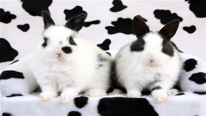 Two spotted baby rabbits on a cow print background