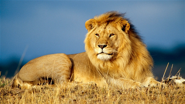 African Lion King