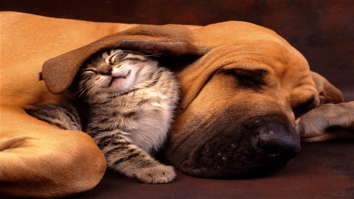 A kitten sleeps on a dog's head