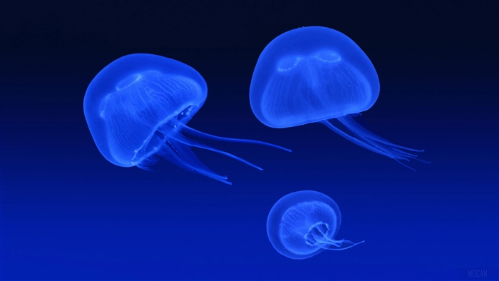 Three Blue Jellyfish Floating in Dark Water 4K