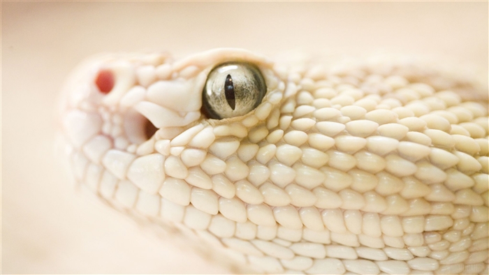 Close-up of a white snake's head with a red nostril and eye