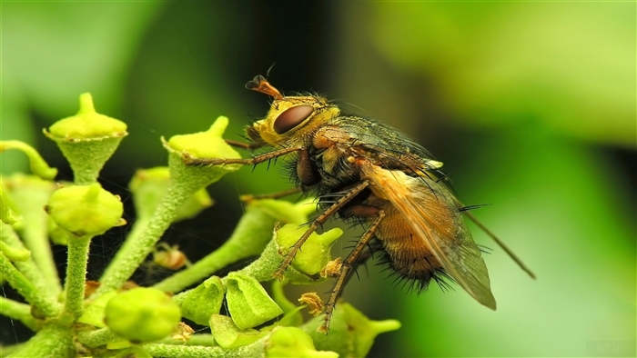 Fly on a plant
