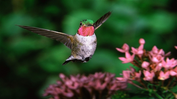 Broadtail Hummingbird in flight near pink flowers