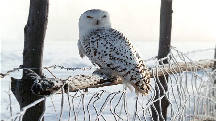 Snowy Owl on a Frosted Fence in Winter