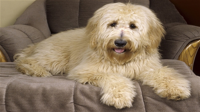 Goldendoodle dog lying on a chair